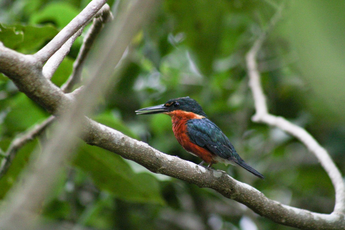 American Pygmy Kingfisher - ML644683985