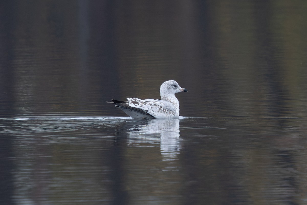 Ring-billed Gull - ML644683986