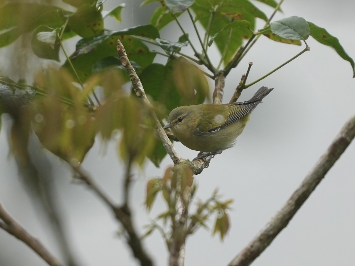 Tennessee Warbler - ML644683988