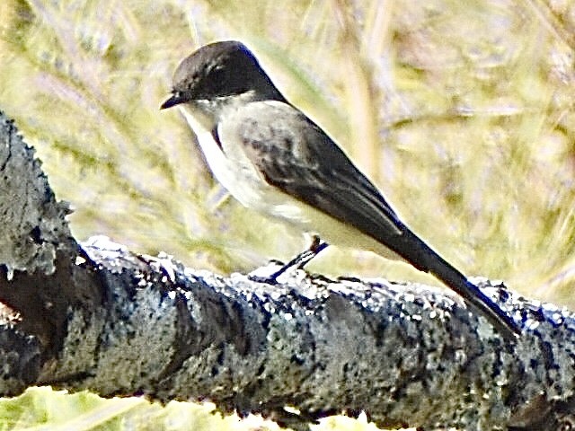 Eastern Phoebe - ML644683990