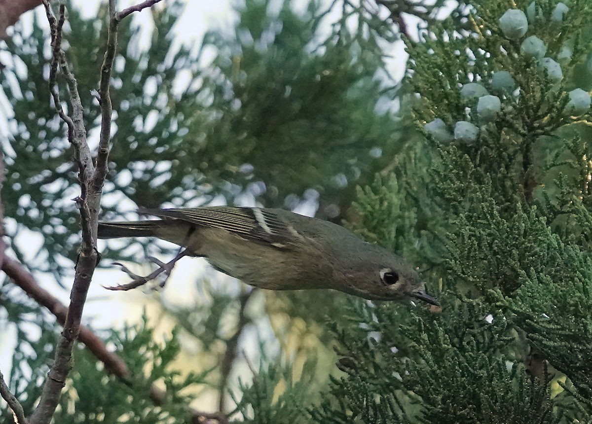 Ruby-crowned Kinglet - ML644683991