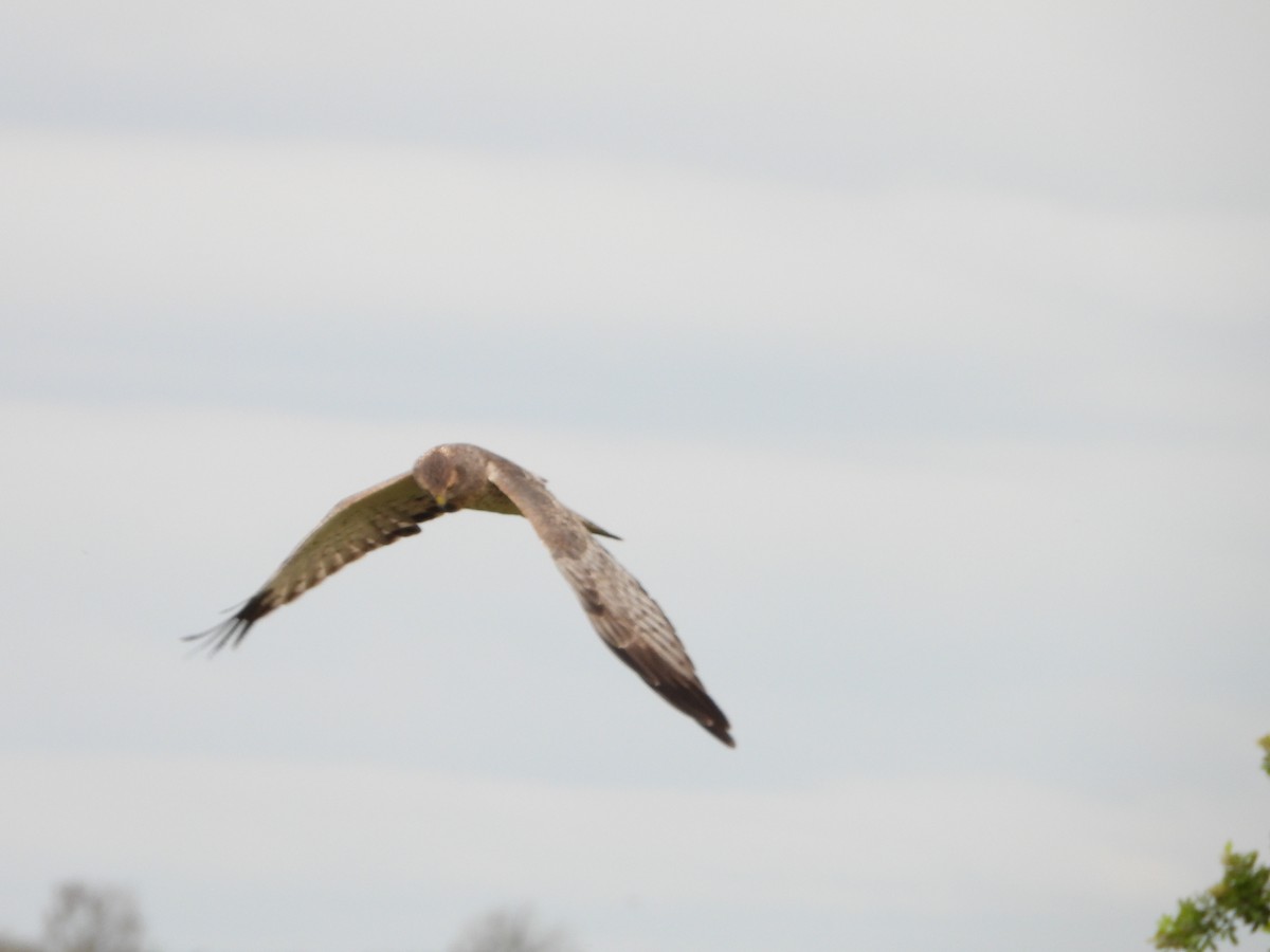 Northern Harrier - ML644683992