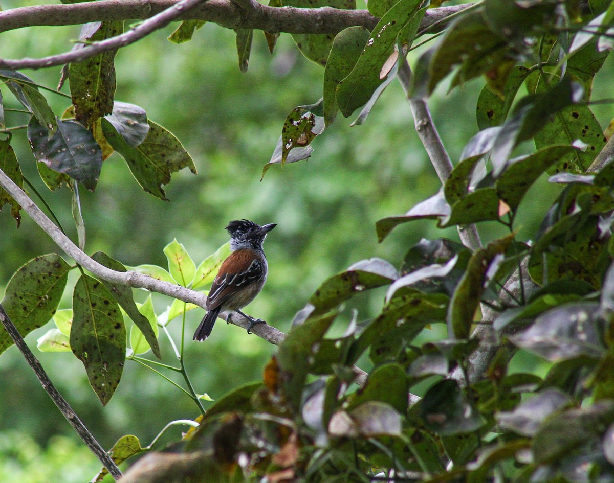 Black-crested Antshrike - ML644683993