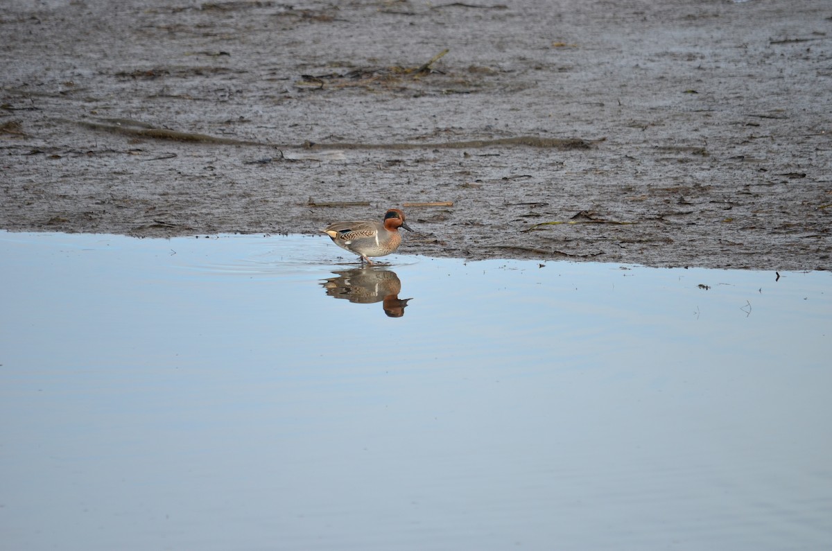 Green-winged Teal - ML644683994