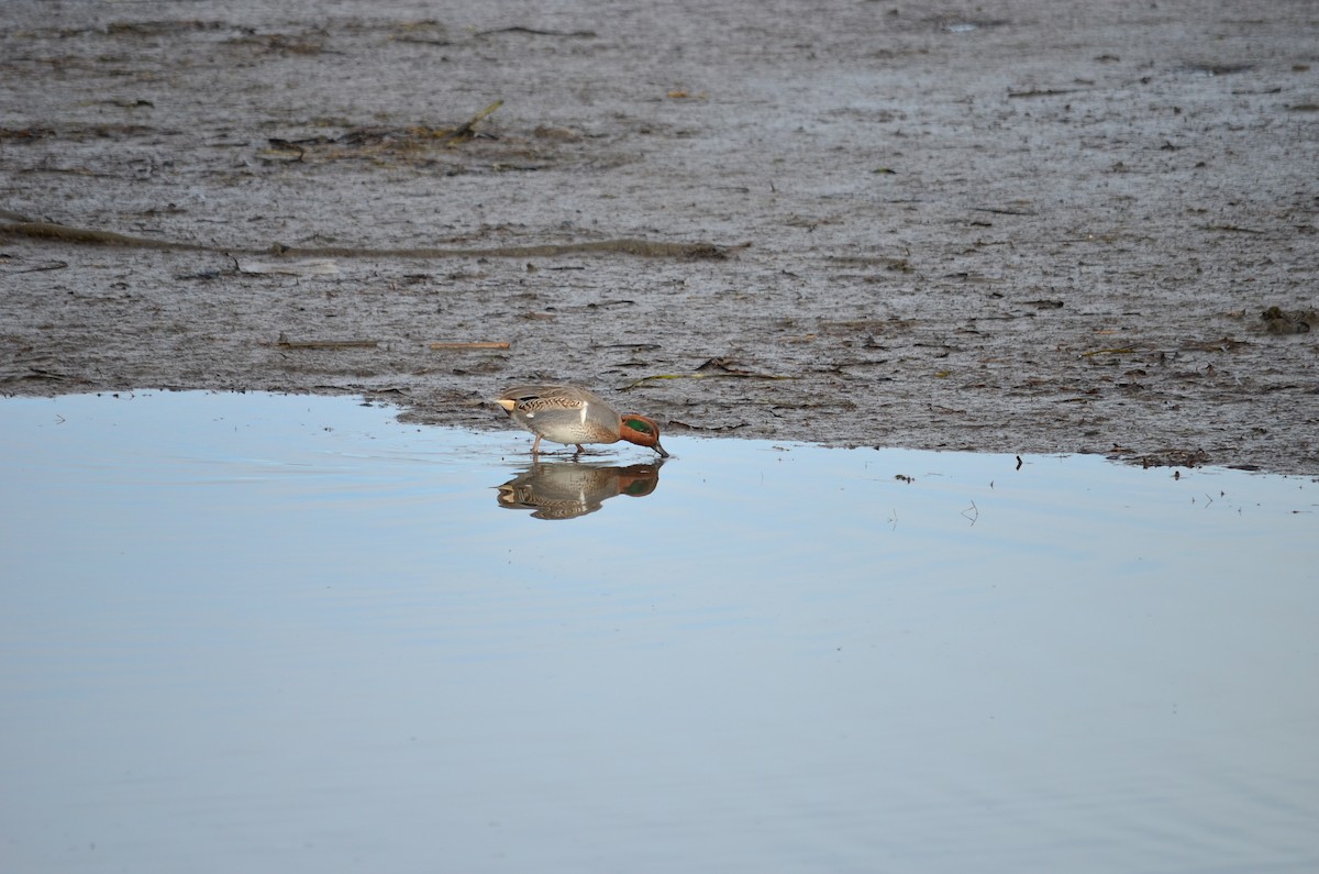 Green-winged Teal - ML644683995