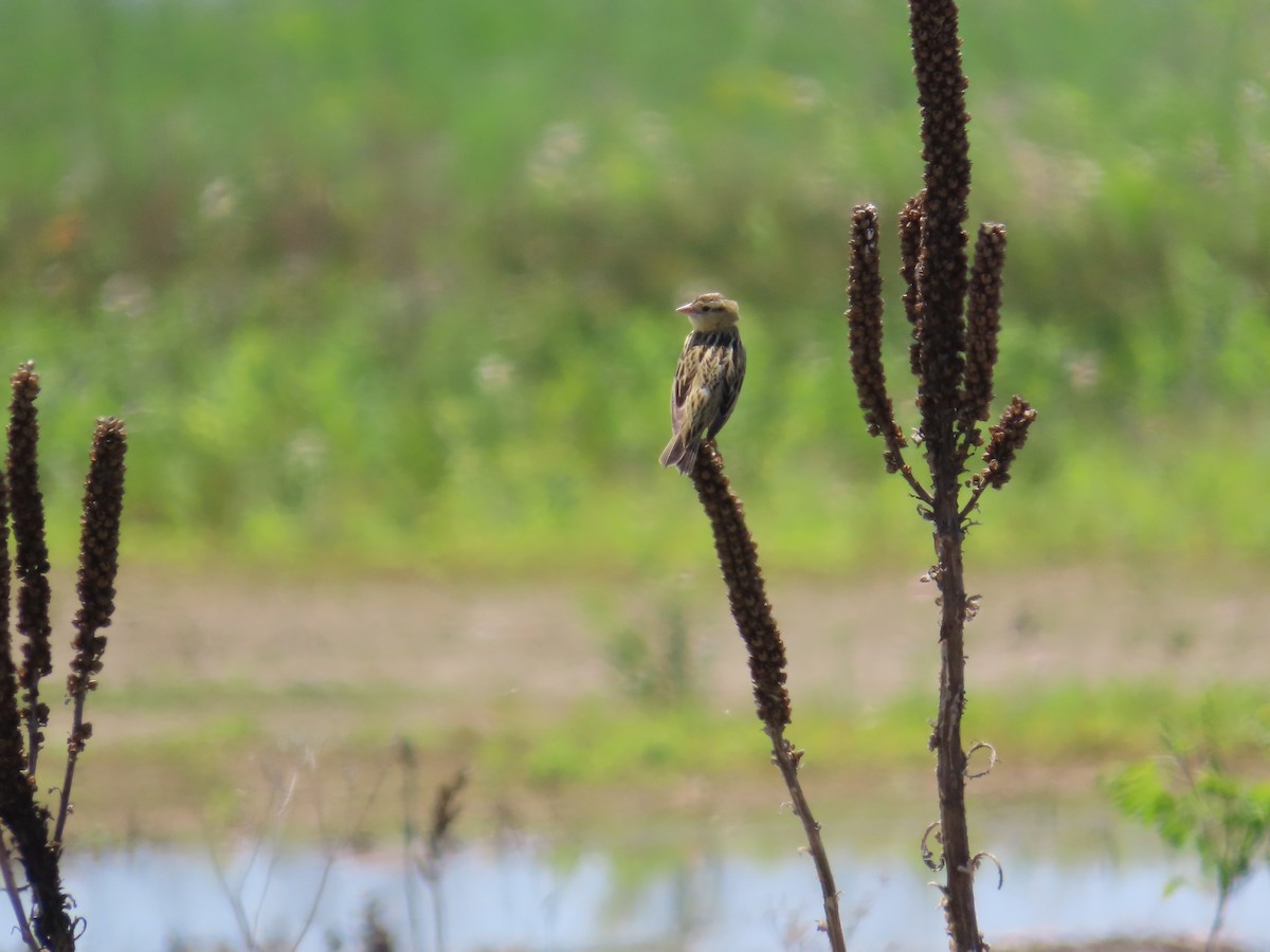 Bobolink - ML644684000