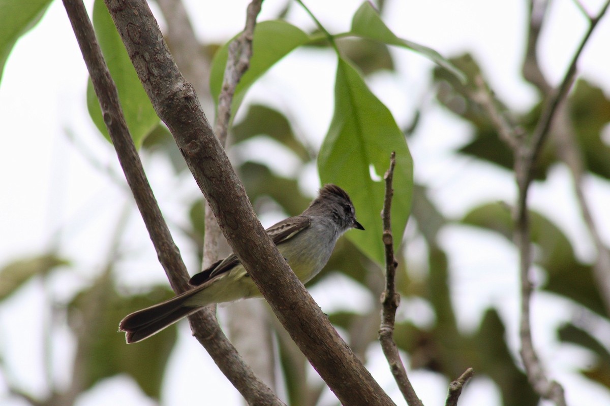 Northern Scrub-Flycatcher - ML644684002