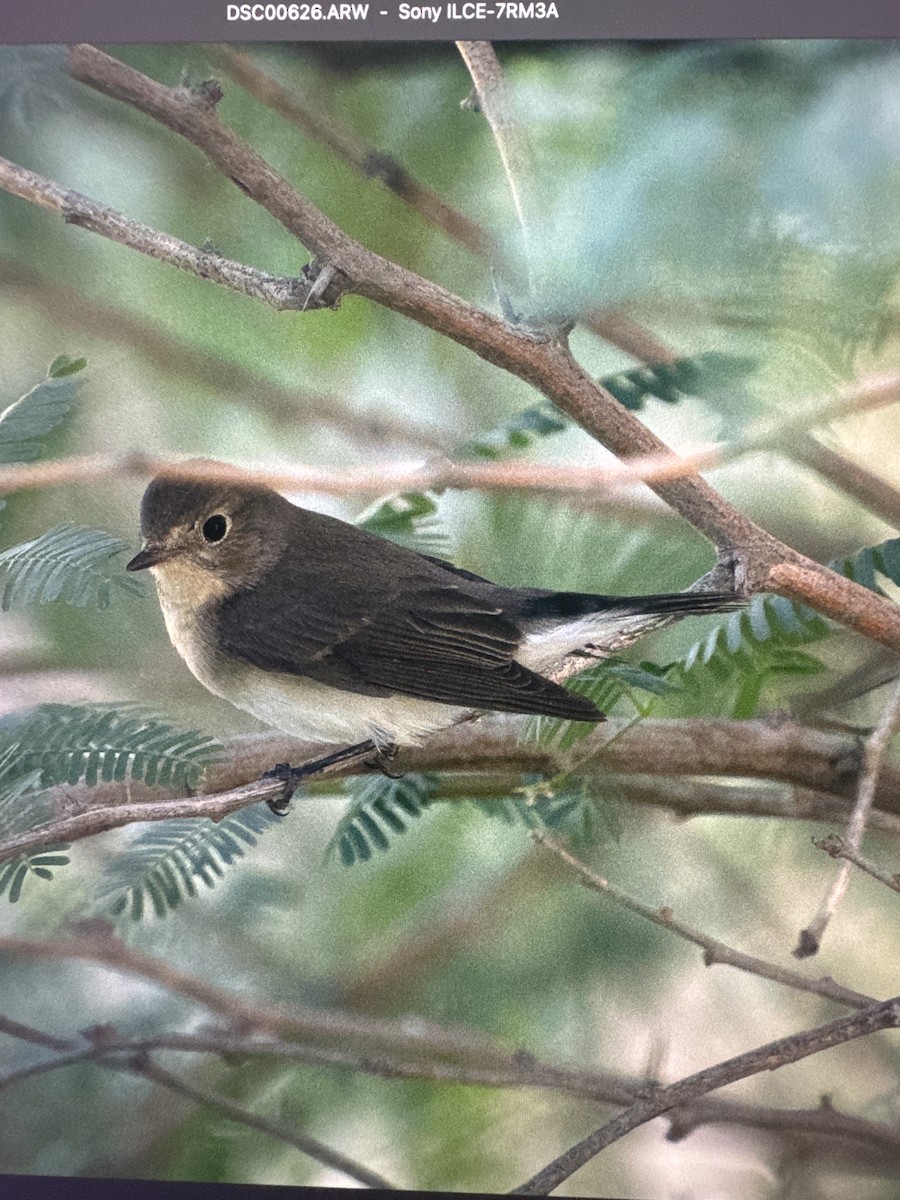 Малая мухоловка - ML644684004