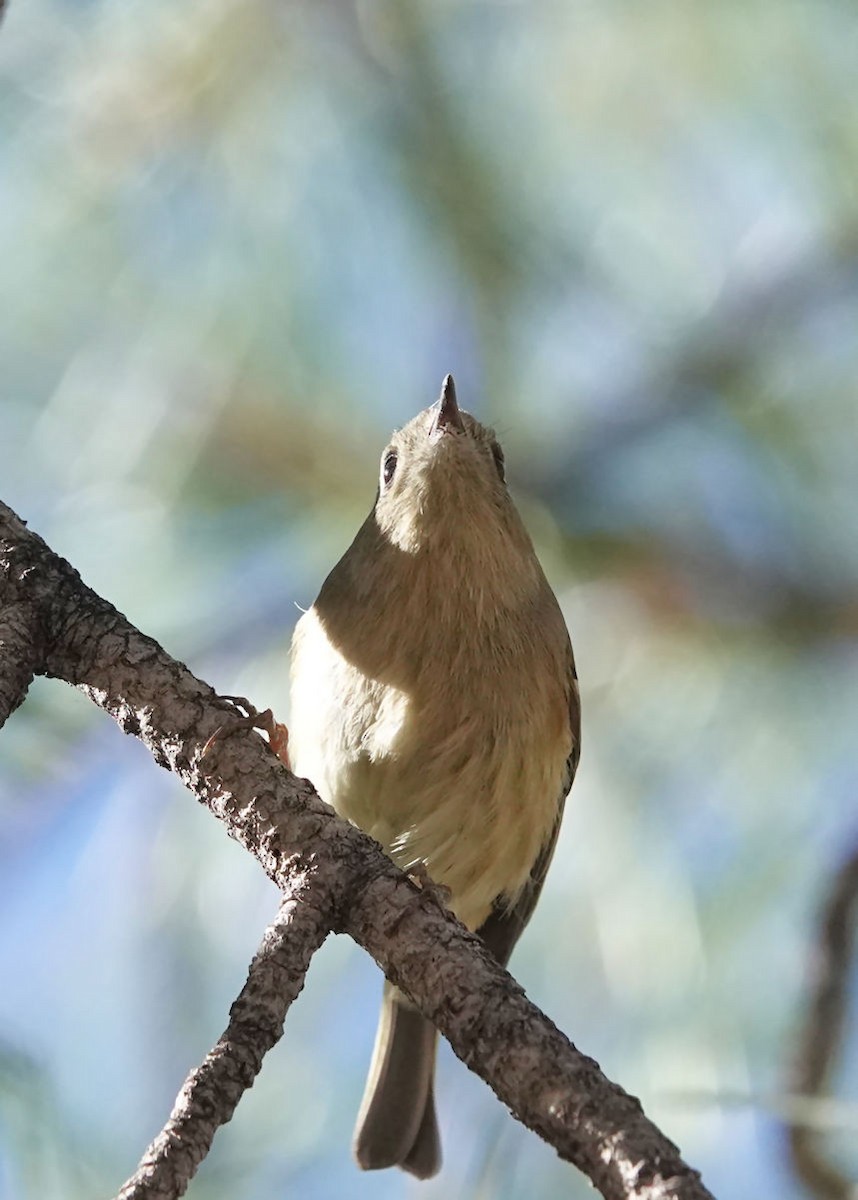 Ruby-crowned Kinglet - ML644684005