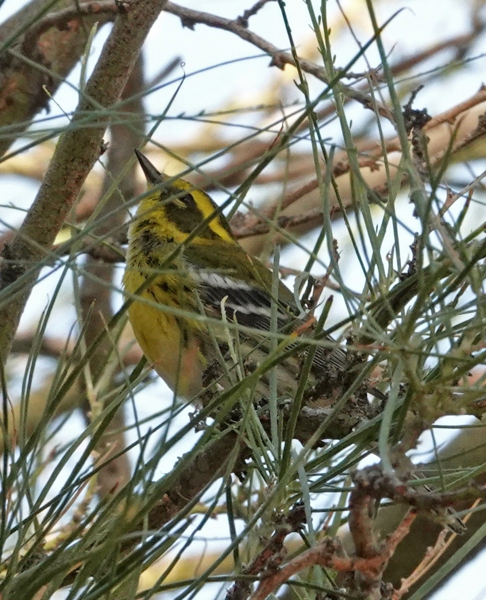 Townsend's Warbler - ML644684006