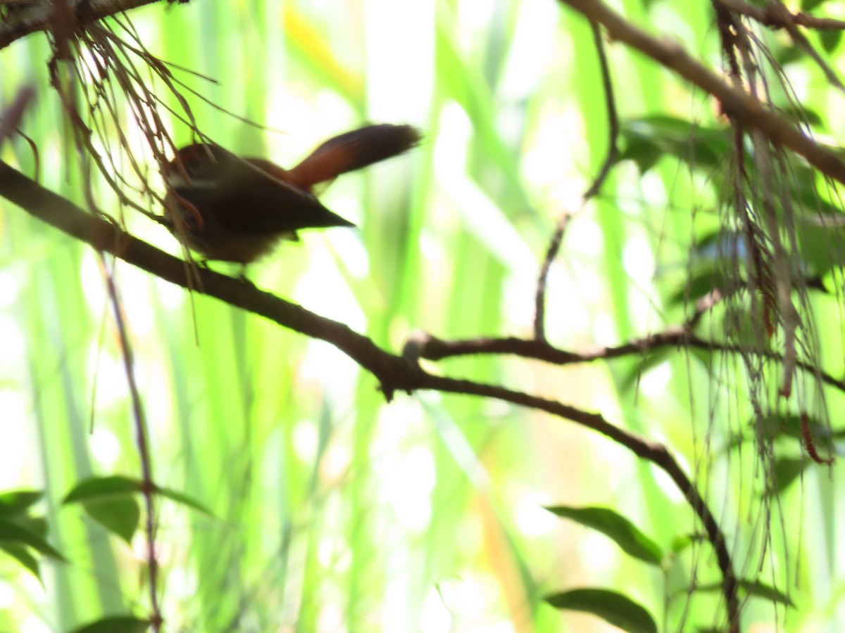 Australian Rufous Fantail - ML644684008