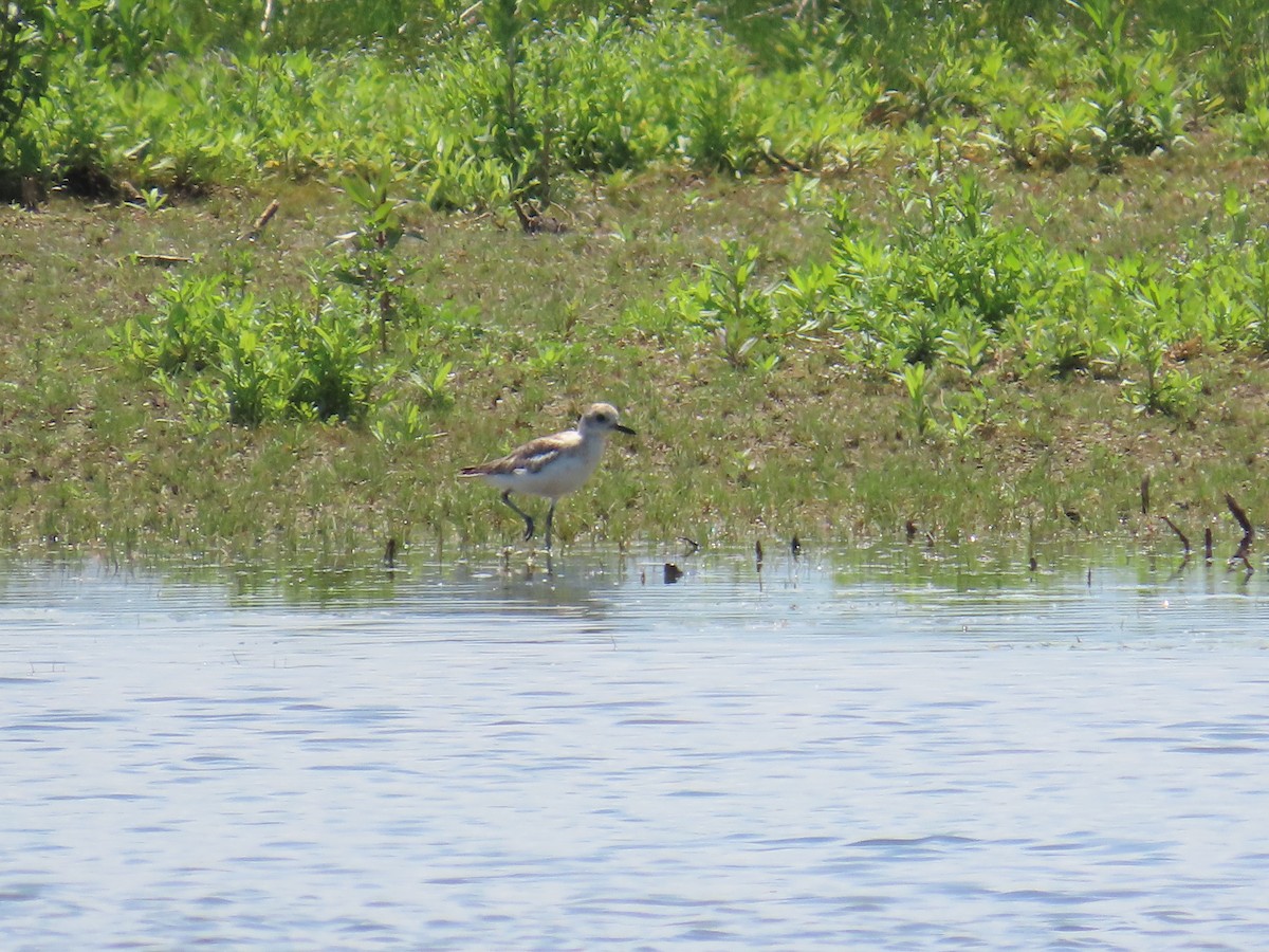 Black-bellied Plover - ML644684009