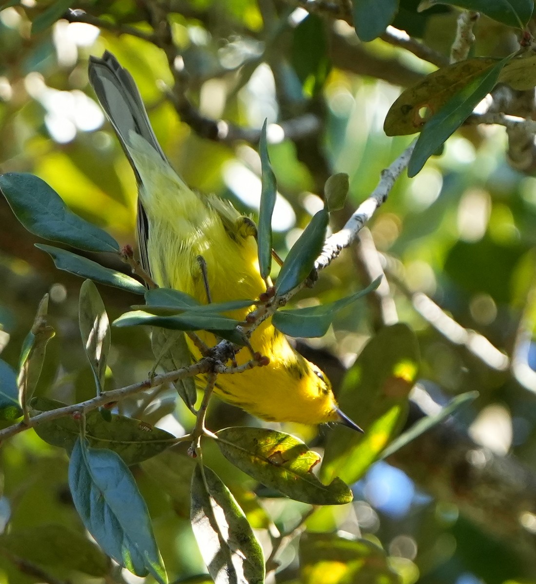 Prairie Warbler - ML644684012