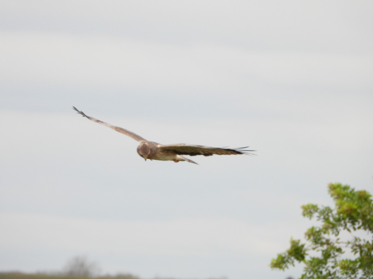 Northern Harrier - ML644684017