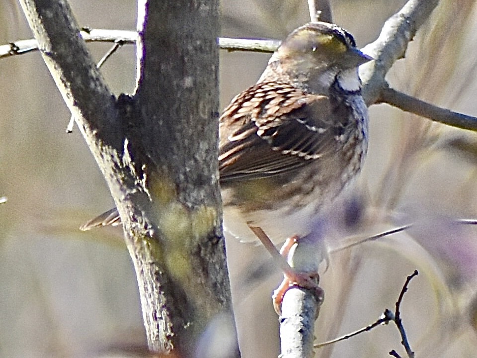 White-throated Sparrow - ML644684019