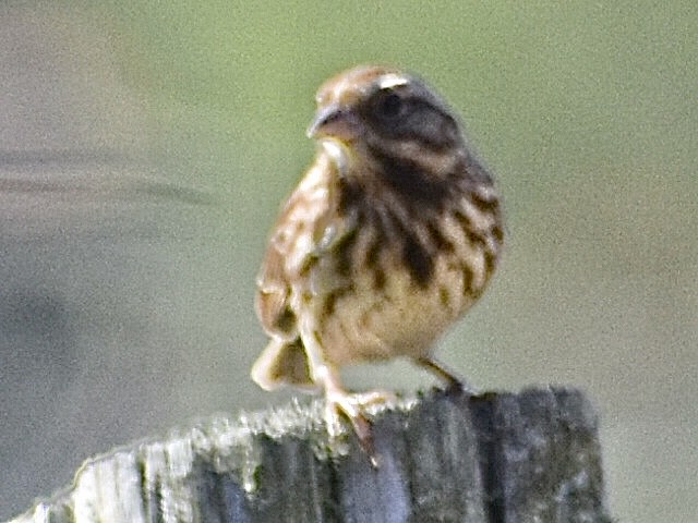 Song Sparrow - ML644684027