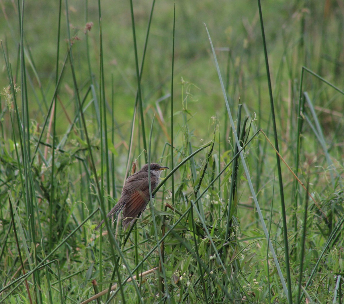 Желтоклювая пиайя - ML644684028