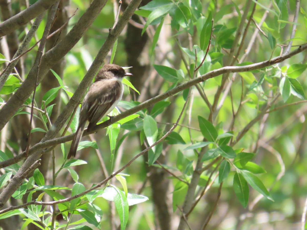 Eastern Phoebe - ML644684029