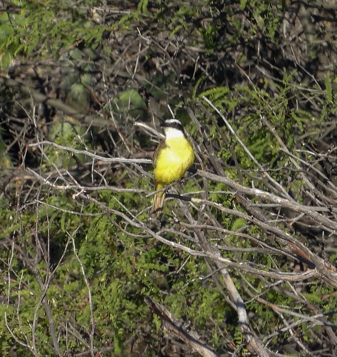 Bienteveo Común - ML644684030