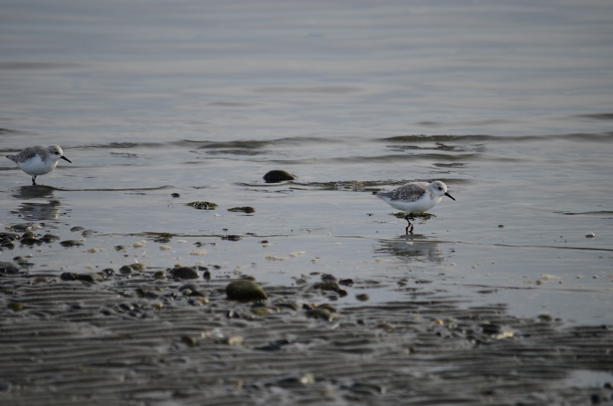 Sanderling - ML644684031