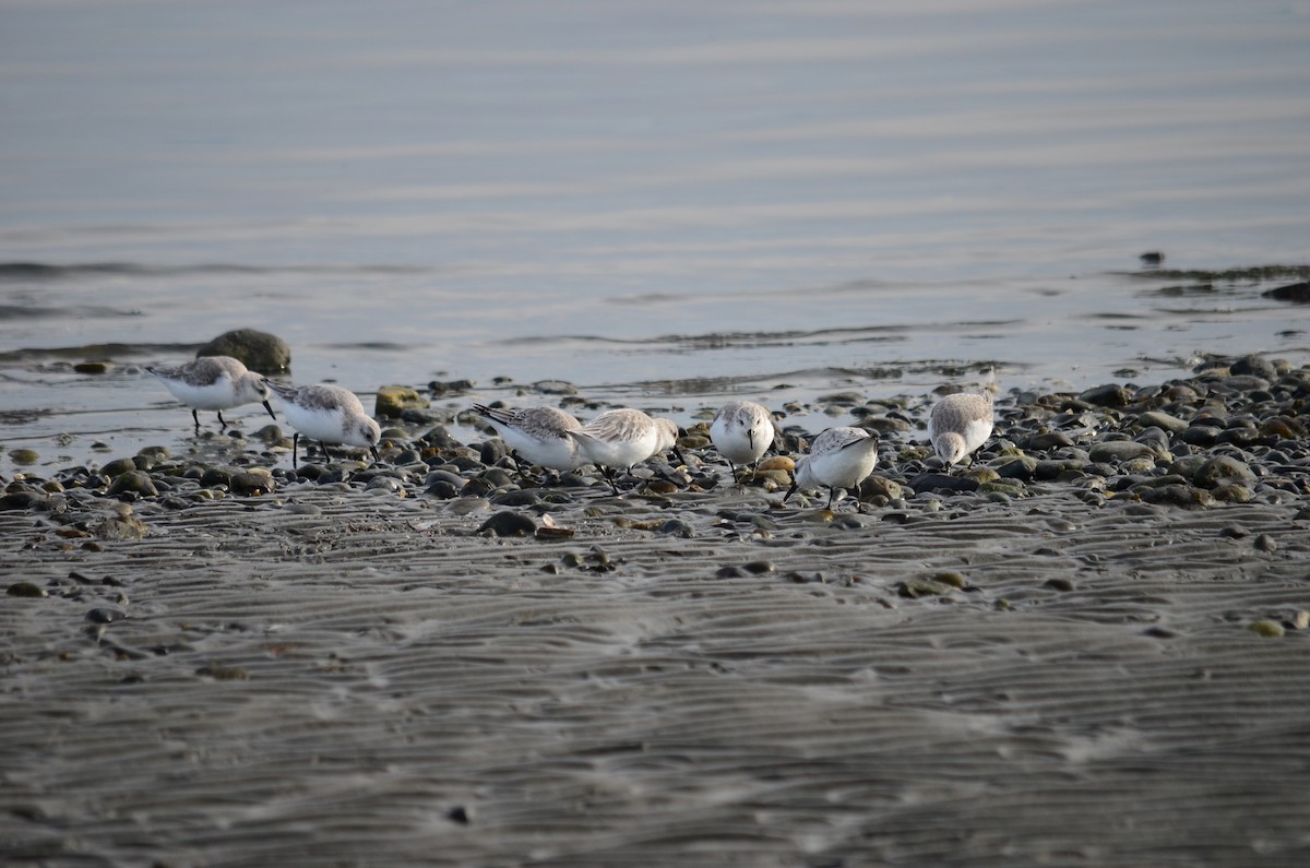 Sanderling - ML644684032