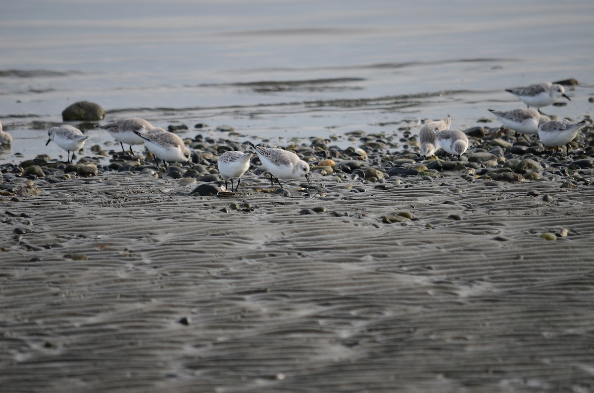 Sanderling - ML644684034