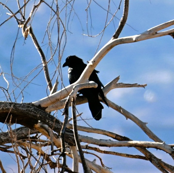 Хон хэрээ - ML644684044