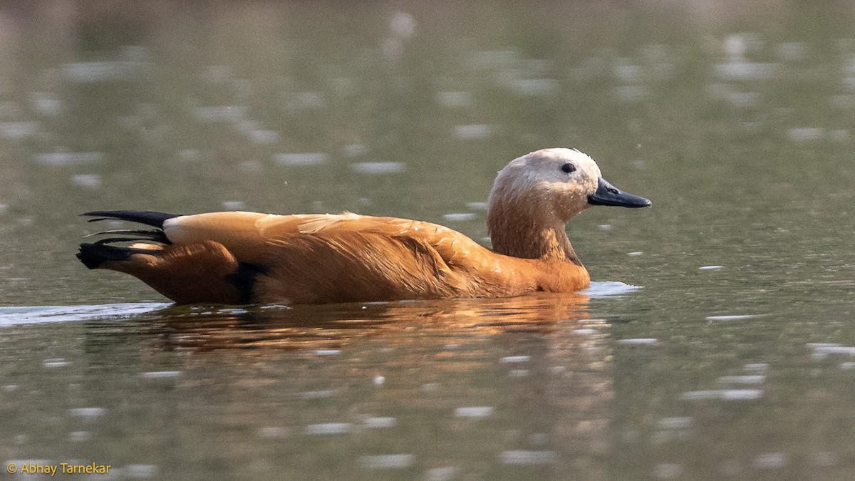 Хондон ангир - ML644684050