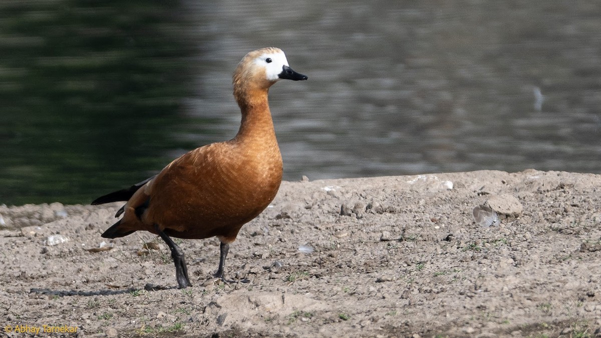 Хондон ангир - ML644684051