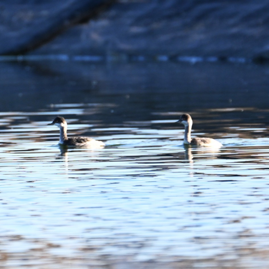 Eared Grebe - ML644684052