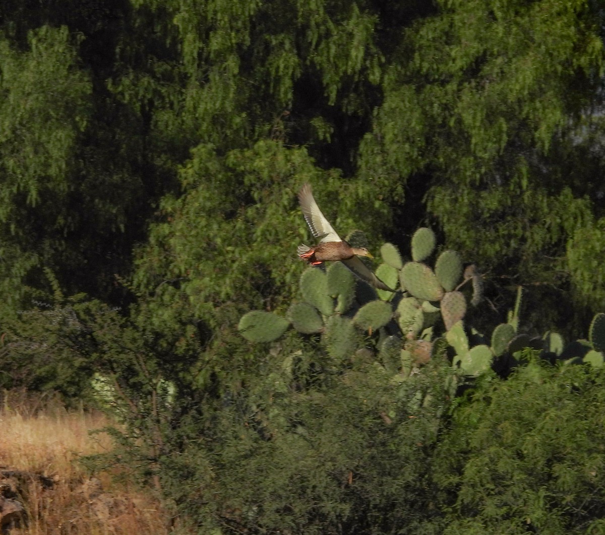 Mexican Duck - ML644684053