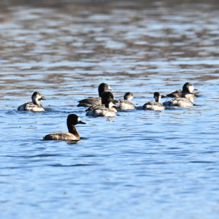 Eared Grebe - ML644684055