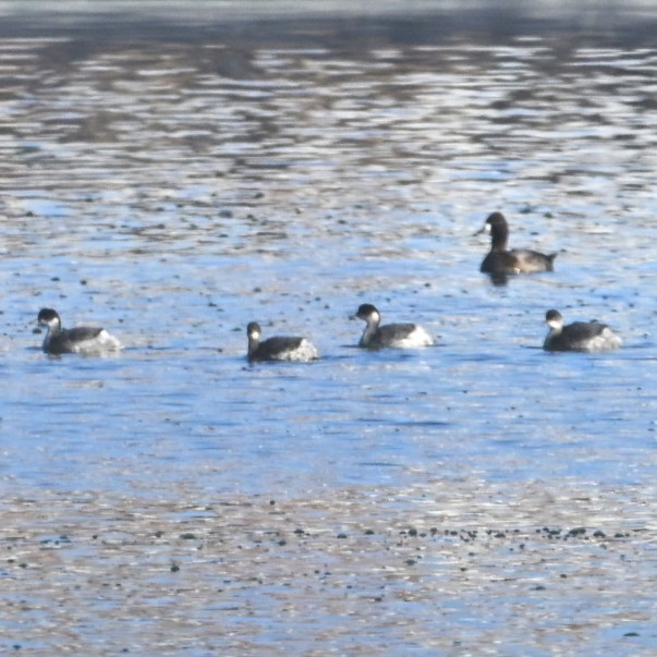 Eared Grebe - ML644684058