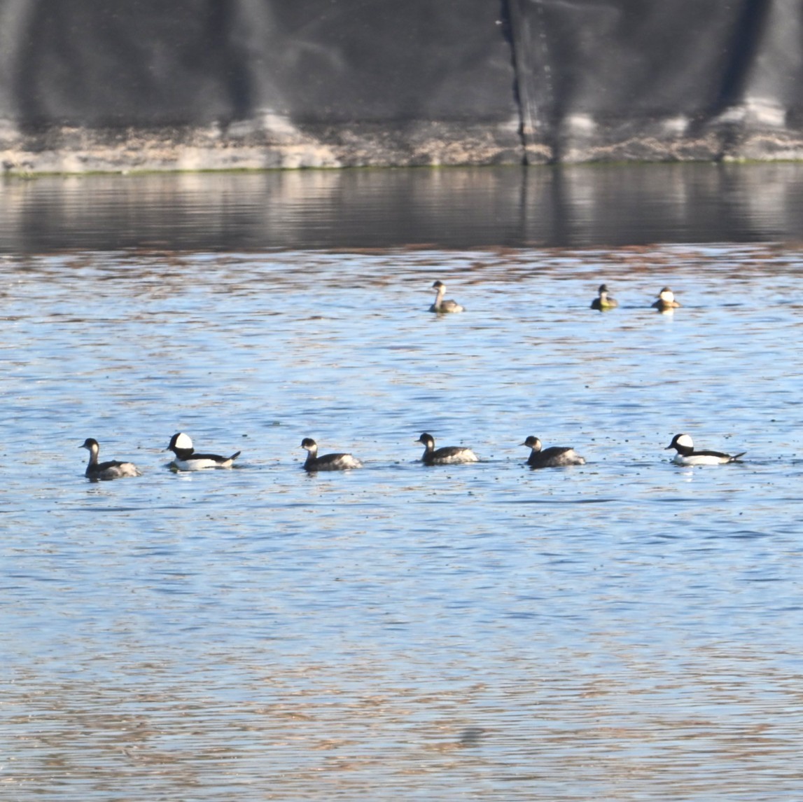 Eared Grebe - ML644684059