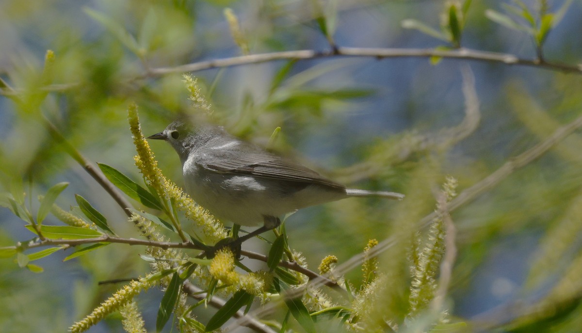 Lucy's Warbler - ML644684070