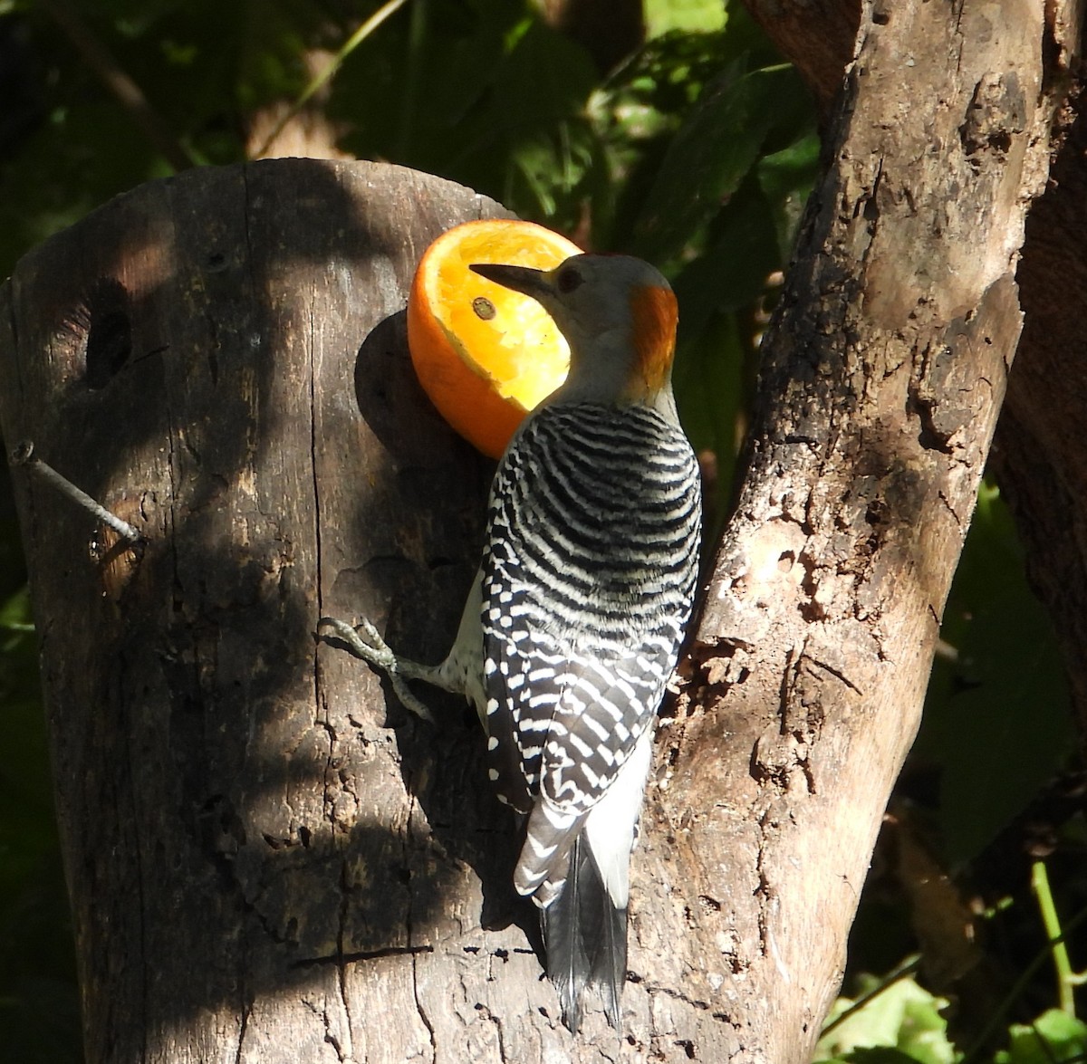 Golden-fronted Woodpecker - ML644684071