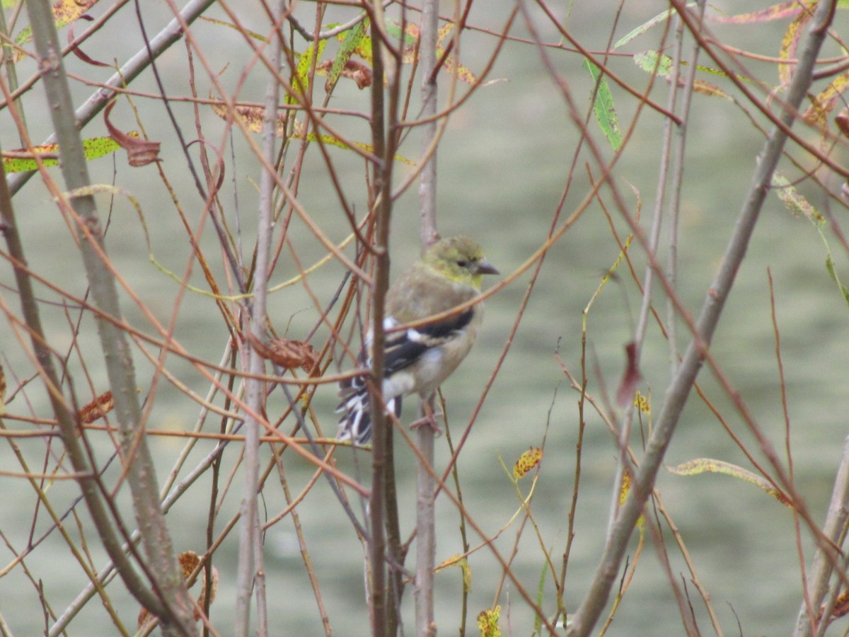 American Goldfinch - ML644684072