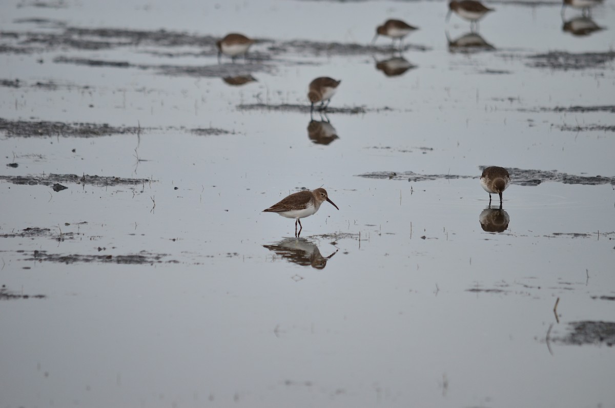 Хар элсэг - ML644684073