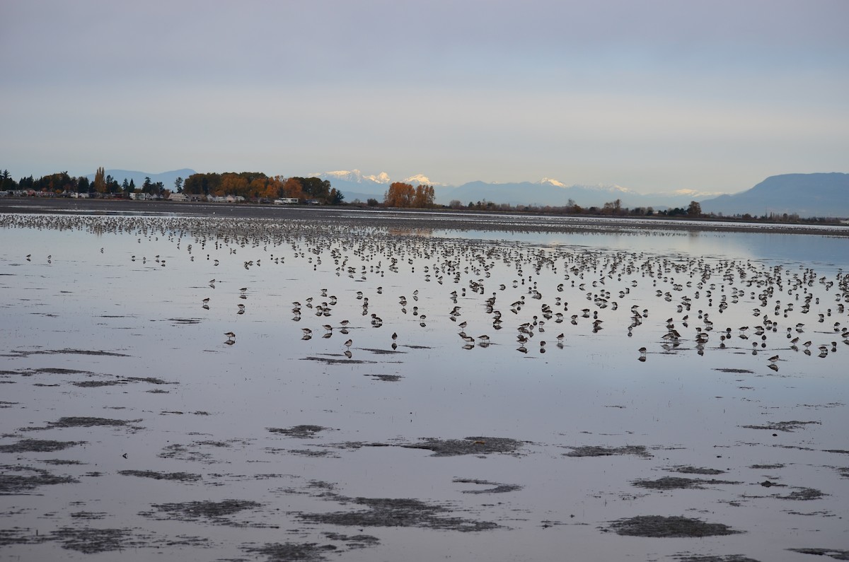 Хар элсэг - ML644684074