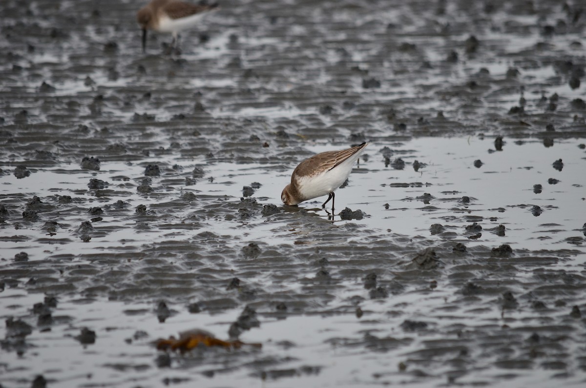 Хар элсэг - ML644684076