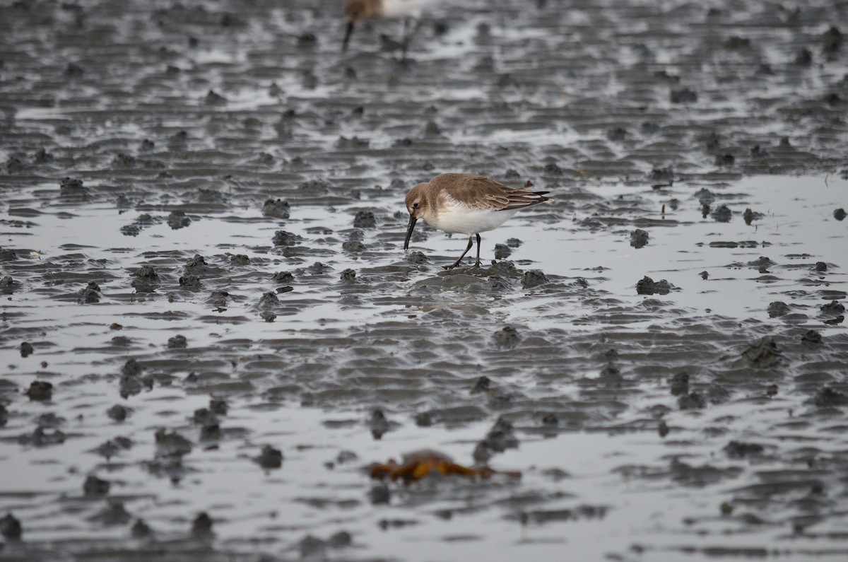 Хар элсэг - ML644684077