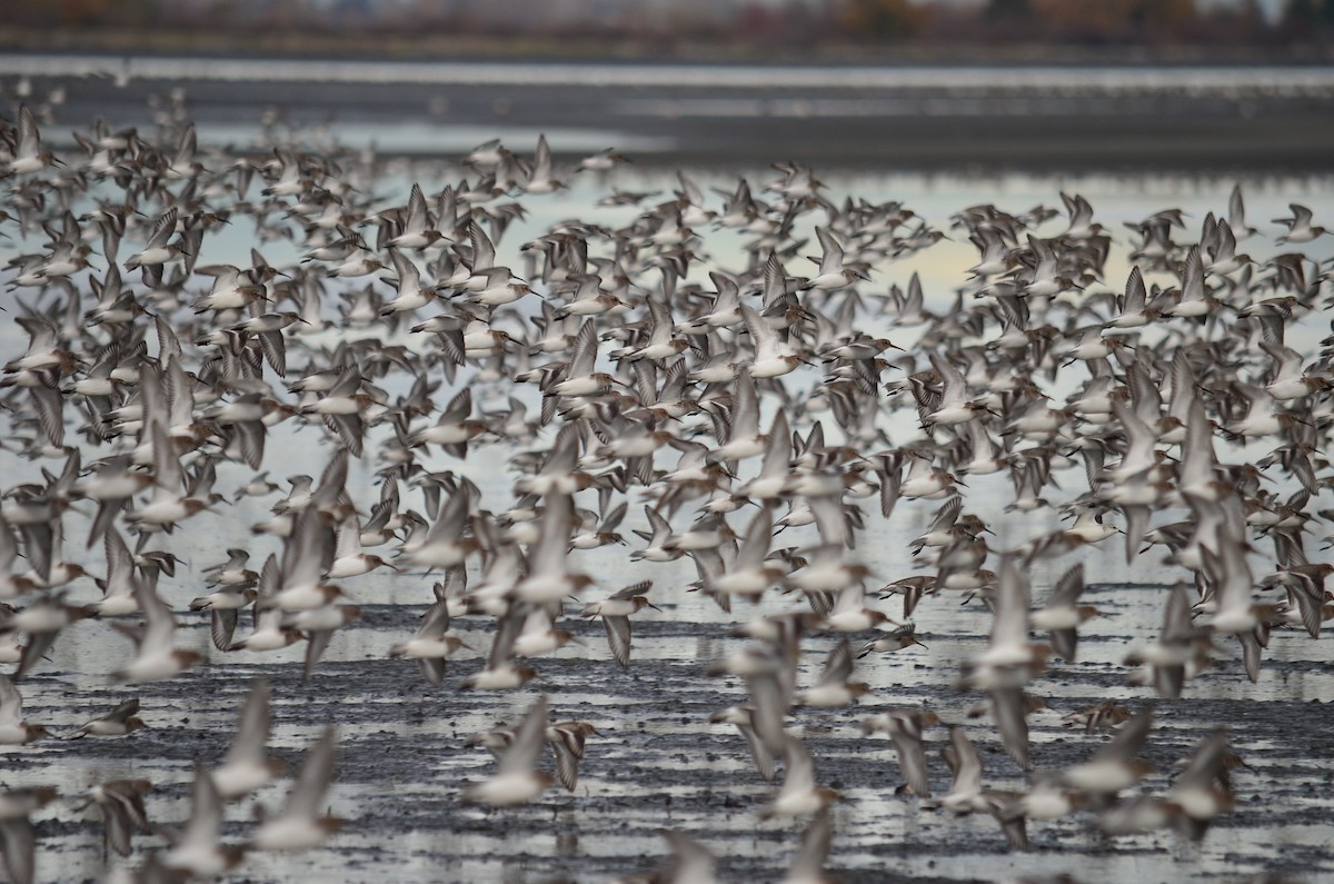 Хар элсэг - ML644684078