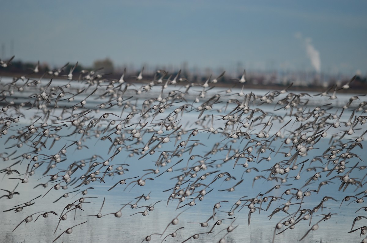 Хар элсэг - ML644684079