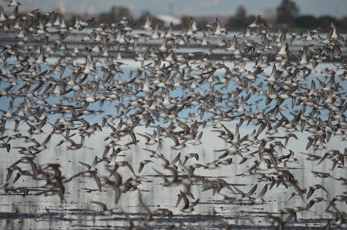 Хар элсэг - ML644684080