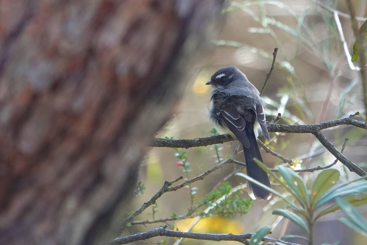 Gray Fantail - ML644684081