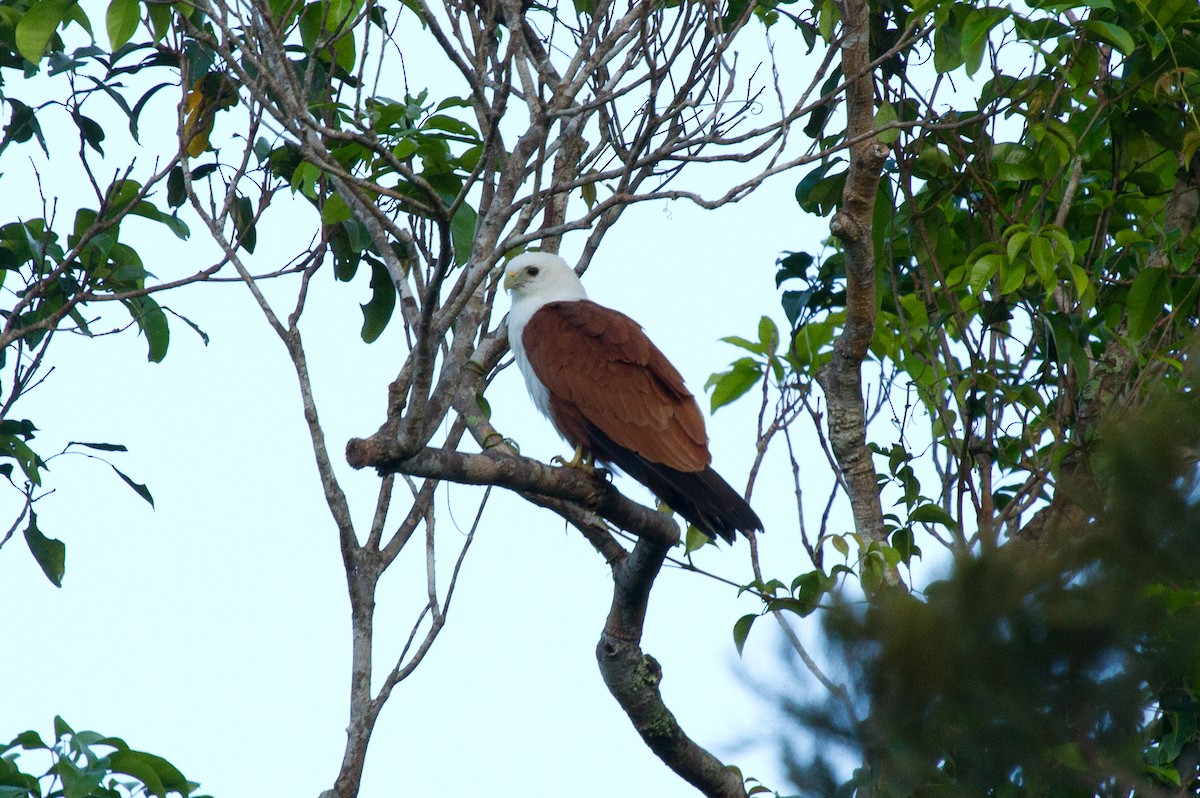 Brahminy Kite - ML644684082