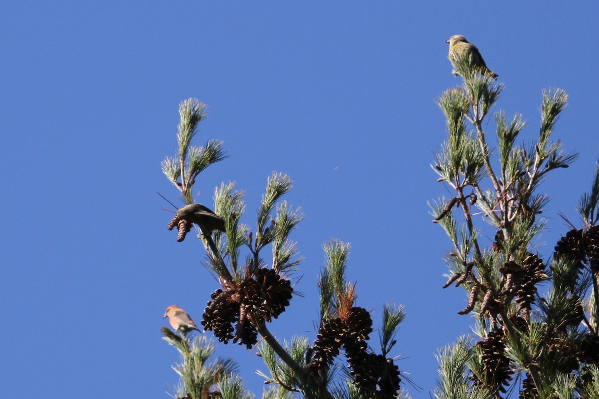 Гацуурын солбин хошуут - ML644684084