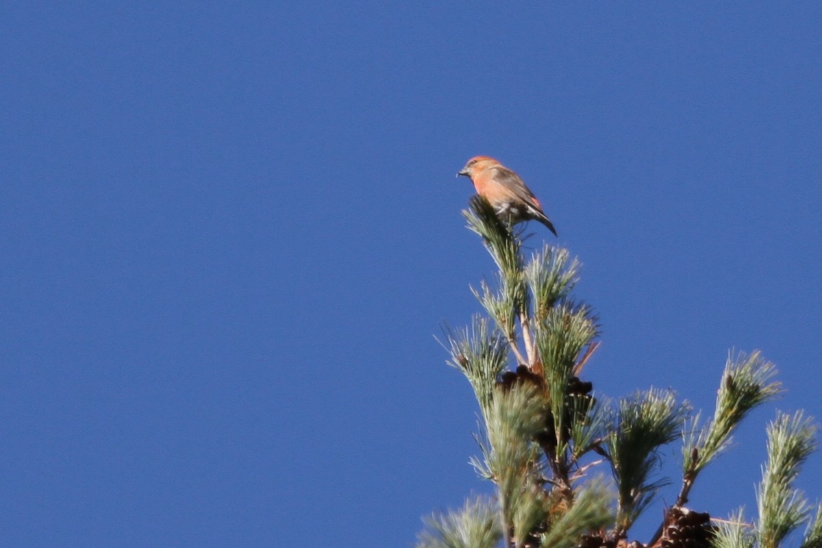 Гацуурын солбин хошуут - ML644684085