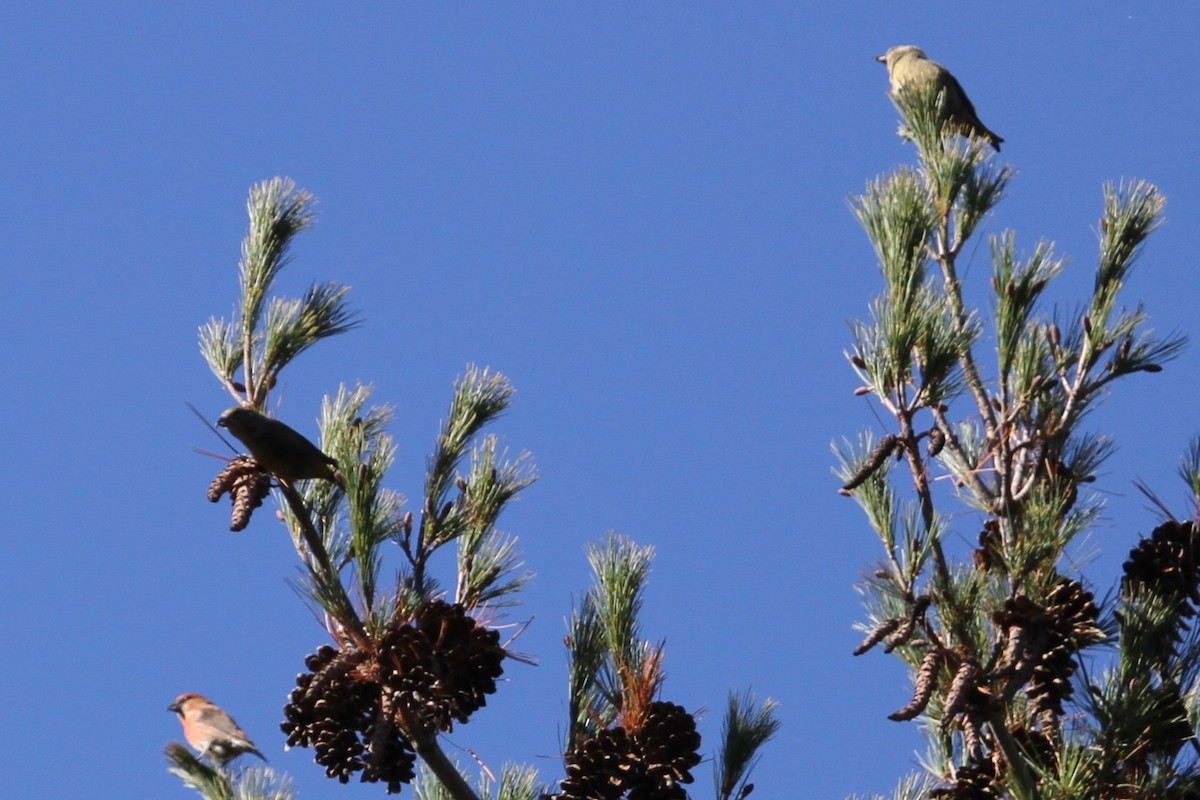 Гацуурын солбин хошуут - ML644684086