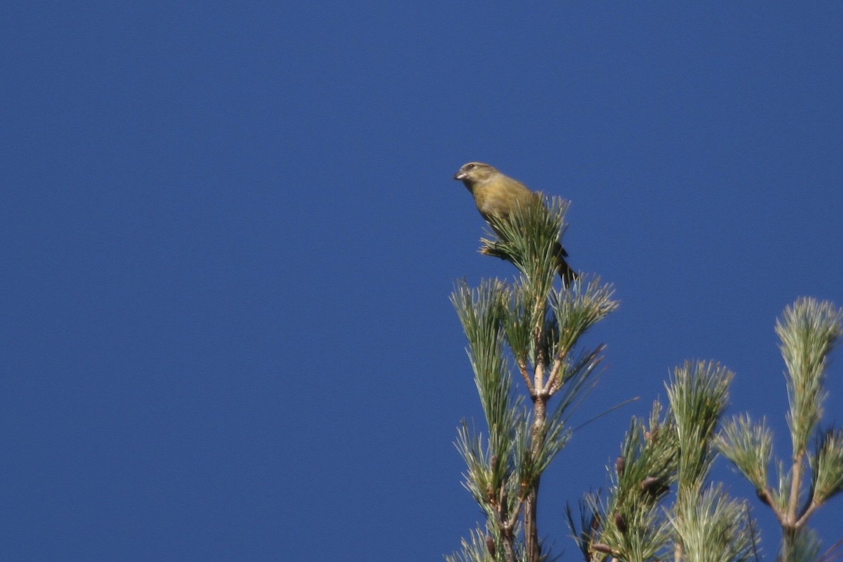 Гацуурын солбин хошуут - ML644684088